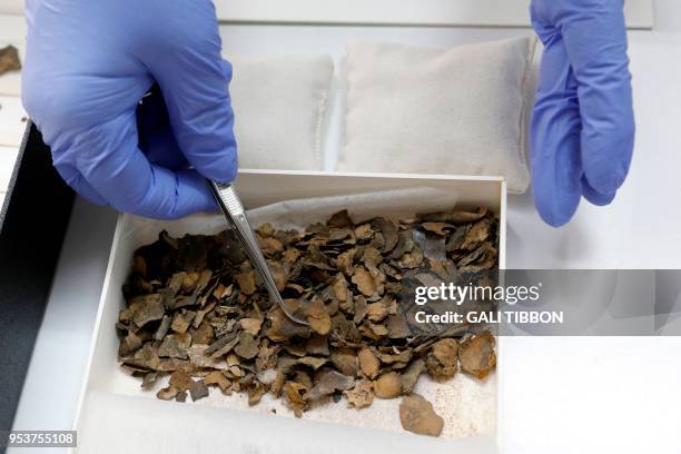 Conservator uses tweezers to hold fragments of a Dead Sea scroll, at the scrolls' conservation laboratory of the Israel Antiquities Authority in...