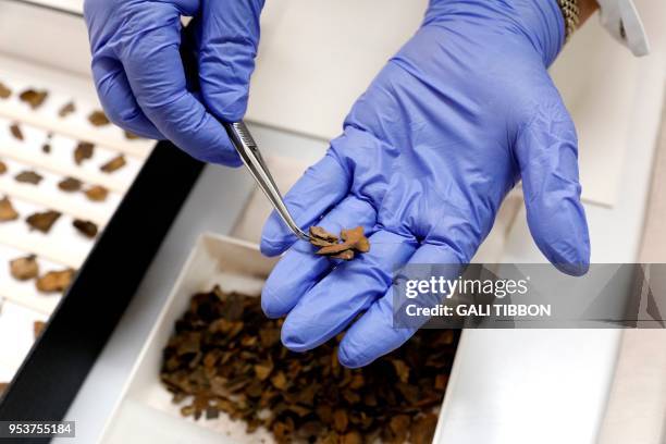 Conservator uses tweezers to hold fragments of a Dead Sea scroll, at the scrolls' conservation laboratory of the Israel Antiquities Authority in...