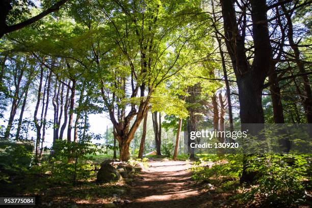 bright light in the green - burlington vermont fotografías e imágenes de stock