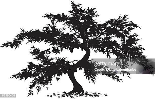 japanese maple tree - japanese maple stock illustrations