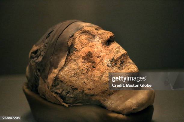 The mummified head likely belonging to Djehutynakht, a prominent Egyptian dignitary whose tomb overlooked the Nile Valley, is pictured at the Museum...
