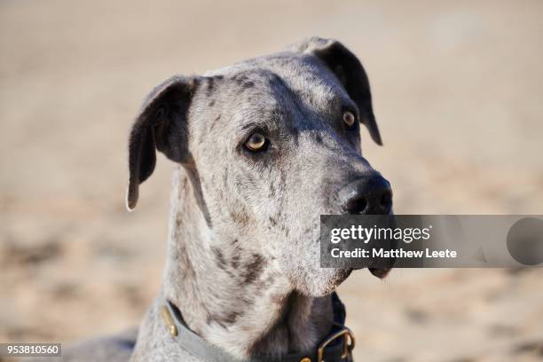 great dane - dogge stock-fotos und bilder