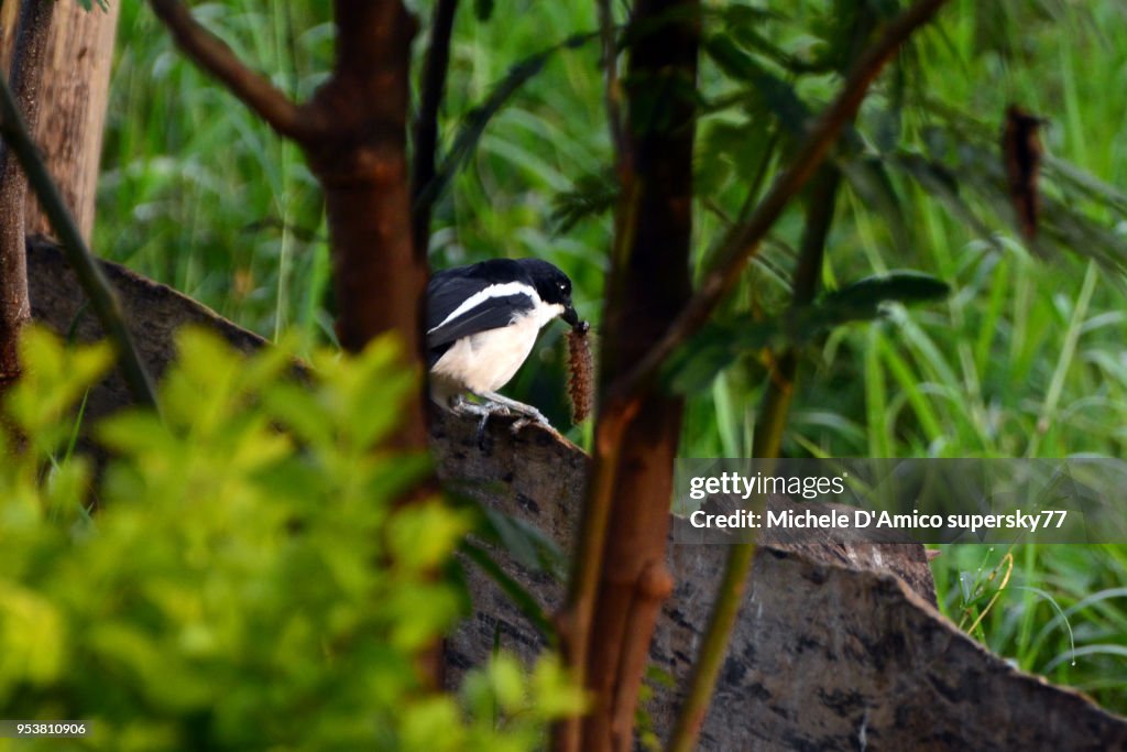 Tropical boubou or bell shrike (Laniarius major)