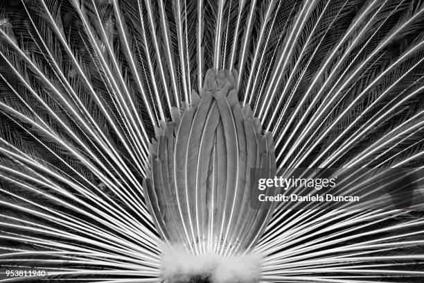 peacock from behind - peacock feather stock pictures, royalty-free photos & images