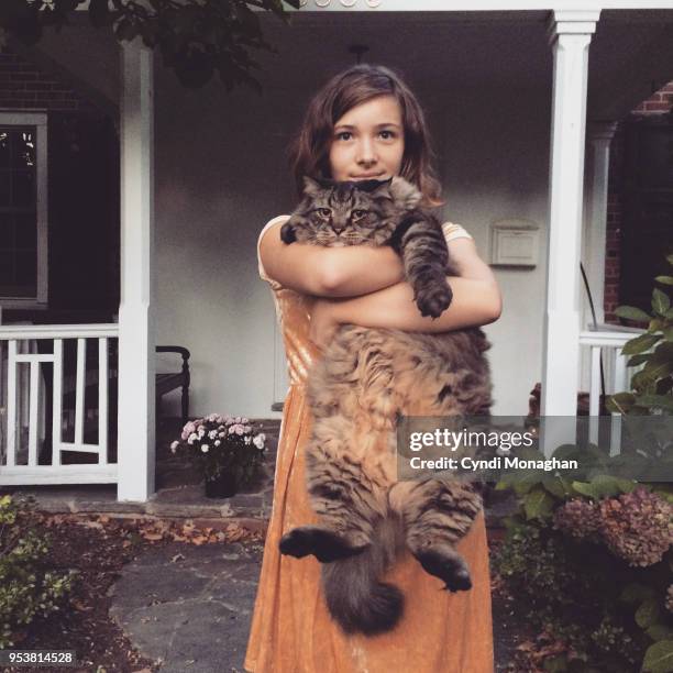 a girl and her maine coon cat - maine coon cat imagens e fotografias de stock