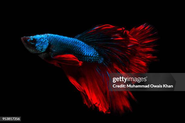 Muhammad Fish 1,847 Muhammad Fish Stock Photos, High-Res Pictures, and Images - Getty ...