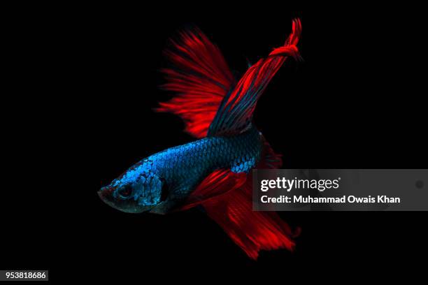Muhammad Fish 1,847 Muhammad Fish Stock Photos, High-Res Pictures, and Images - Getty ...