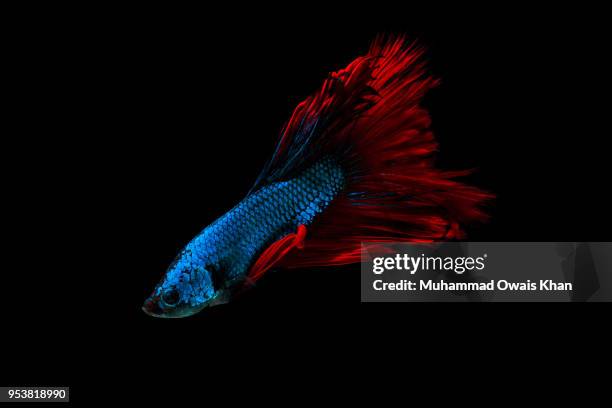 Muhammad Fish 1,847 Muhammad Fish Stock Photos, High-Res Pictures, and Images - Getty ...