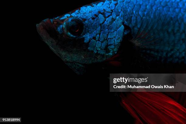 Muhammad Fish 1,849 Muhammad Fish Stock Photos, High-Res Pictures, and Images - Getty ...