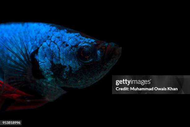 Muhammad Fish 1,849 Muhammad Fish Stock Photos, High-Res Pictures, and Images - Getty ...