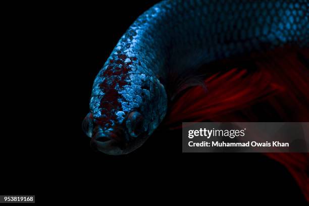 Muhammad Fish 1,849 Muhammad Fish Stock Photos, High-Res Pictures, and Images - Getty ...