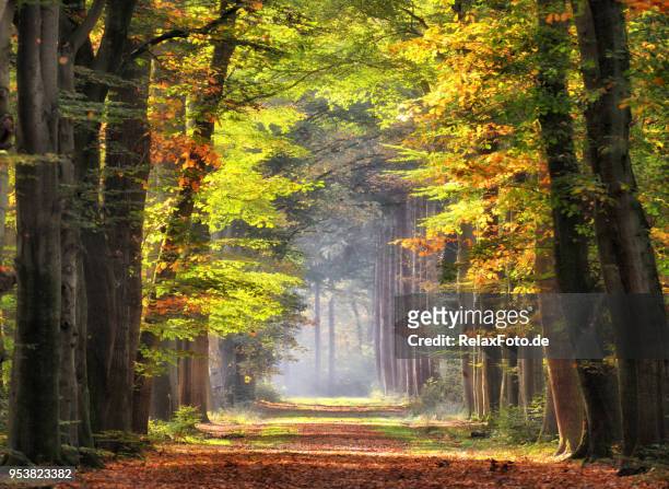autumn colored leaves glowing in sunlight in avenue of beech trees - landscape scenery stock pictures, royalty-free photos & images