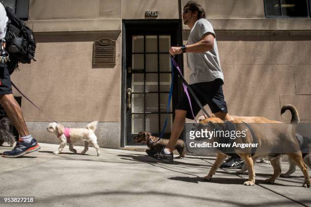 Dogs on a walk make their way past the office of Dr. Harold Bornstein, who was previously President Donald Trump's longtime personal physician, May...