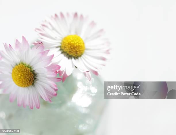 daisies - margarita común fotografías e imágenes de stock