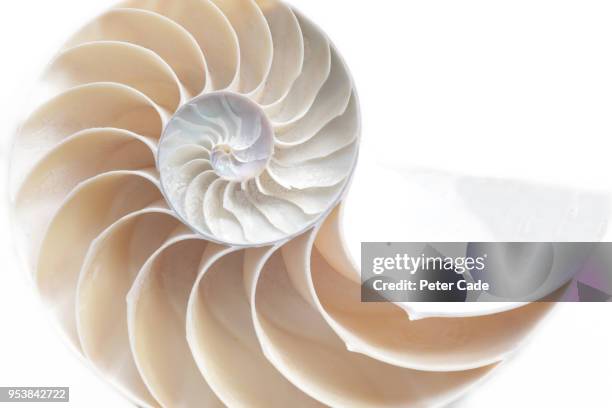 shell cross section - spiral detail stock pictures, royalty-free photos & images