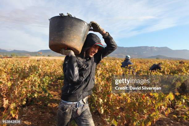 Migrant North-African workers harvest Tempranillo grapes for Marqués de Riscal winery on October 15, 2016 in Elciego, Spain. Marqués de Riscal winery...