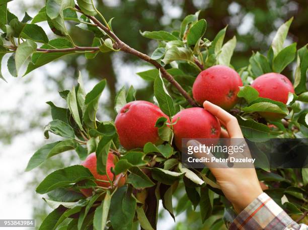 harvesting organic apples - apple picking stockfoto's en -beelden