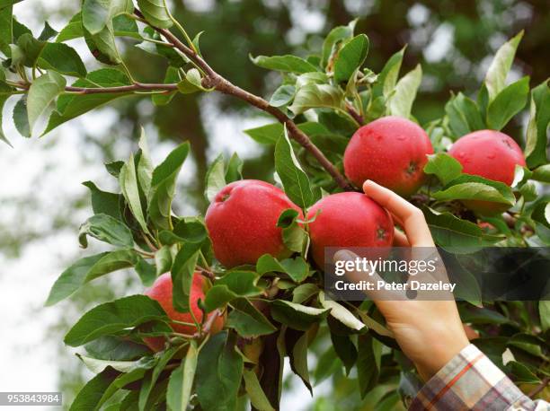 harvesting organic apples - plucking bildbanksfoton och bilder