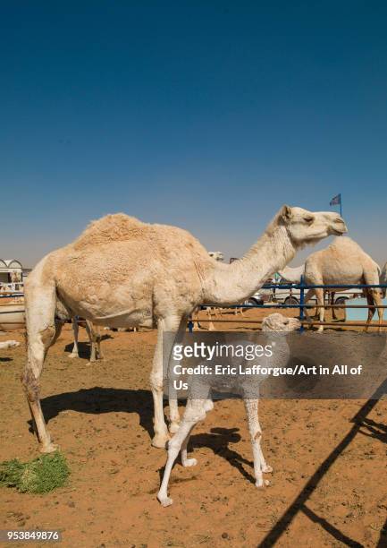Camel mother and its baby in a market, Riyadh Province, Riyadh, Saudi Arabia on January 12, 2010 in Riyadh, Saudi Arabia.