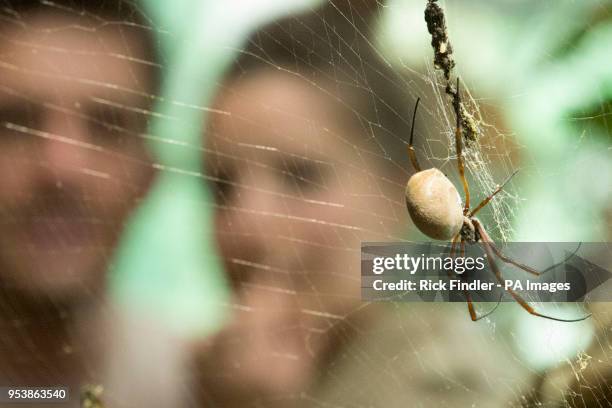 Visitors take a close look at a spider during London Zoo's Friendly Spider Programme, of cognitive behavioural therapy and hypnotherapy, designed to...