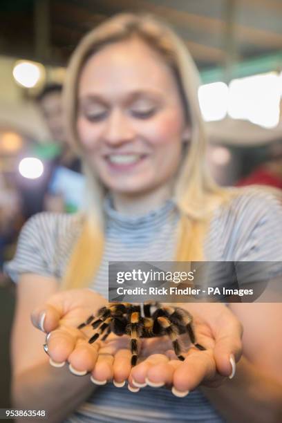 Professional ice skater Poppy Miles holds a red-kneed tarantula during London Zoo's Friendly Spider Programme, of cognitive behavioural therapy and...