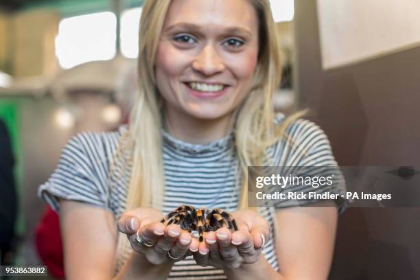 Professional ice skater Poppy Miles holds a red-kneed tarantula during London Zoo's Friendly Spider Programme, of cognitive behavioural therapy and...