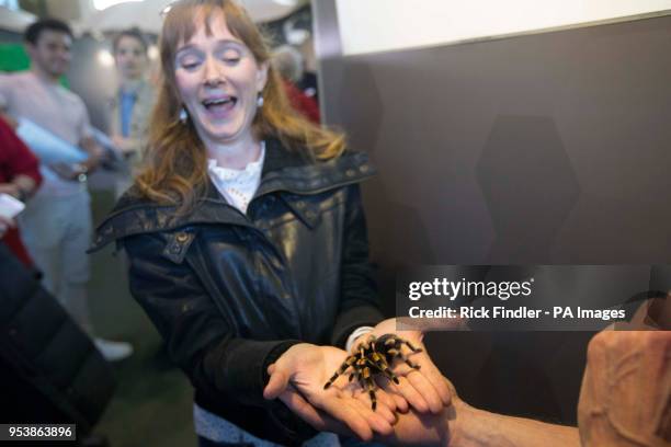 Maggie Dunne holds a red-kneed tarantula during London Zoo's Friendly Spider Programme, of cognitive behavioural therapy and hypnotherapy, designed...