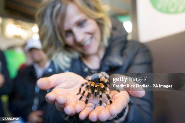 Changing Rooms presenter Linda Barker holds a red-kneed tarantula during London Zoo's Friendly Spider Programme, of cognitive behavioural therapy and...