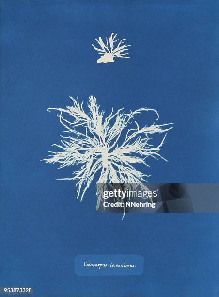cyanotypie von algen, spongonema hornkraut - photogramm stock-grafiken, -clipart, -cartoons und -symbole