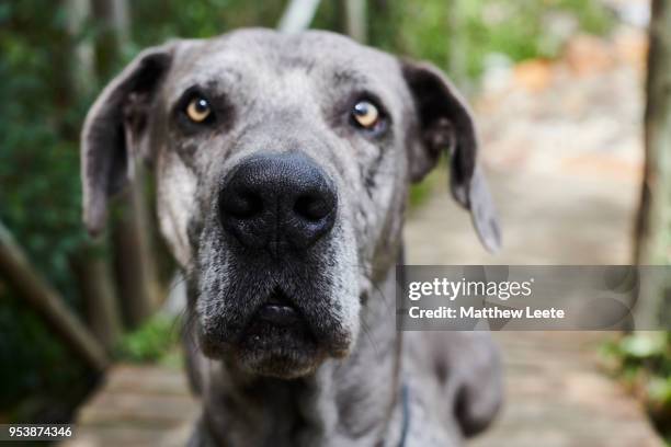 great dane