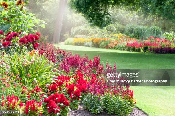 colourful herbaceous flower borders in the summer sunshine - landscaped stock pictures, royalty-free photos & images