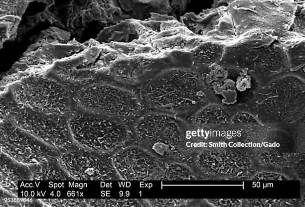 Textured surface details found on a honeydew melon , revealed in the 661x magnified electron micrograph film, 2004. Image courtesy Centers for...