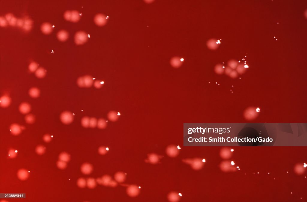 Citrobacter Freundii Bacteria