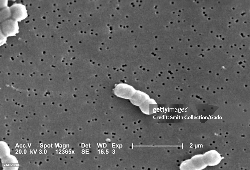 Acinetobacter Baumannii