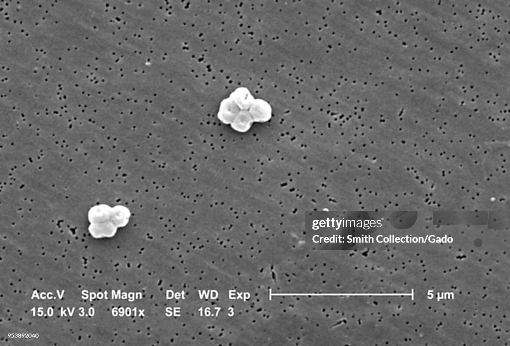 Acinetobacter Baumannii