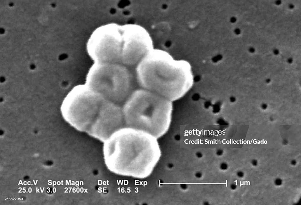 Acinetobacter Baumannii