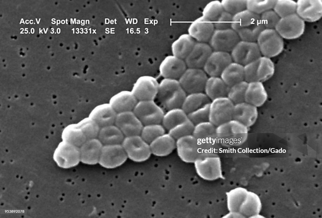 Acinetobacter Baumannii