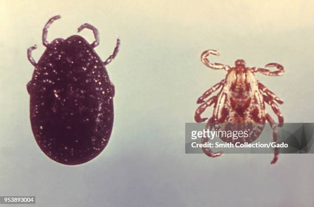 Two North American ticks, soft tick , and hard tick , carriers of the Lyme disease, 1975. Image courtesy Centers for Disease Control .