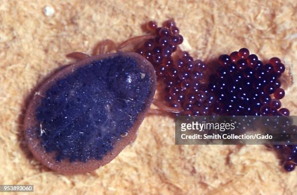 Female soft tick laying a batch of eggs, a carrier of the Lyme disease, 1975. Image courtesy Centers for Disease Control .