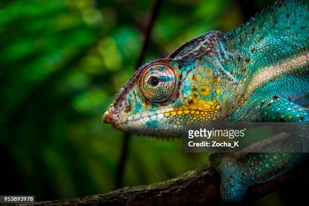 chameleon op boom - levendige kleur stockfoto's en -beelden