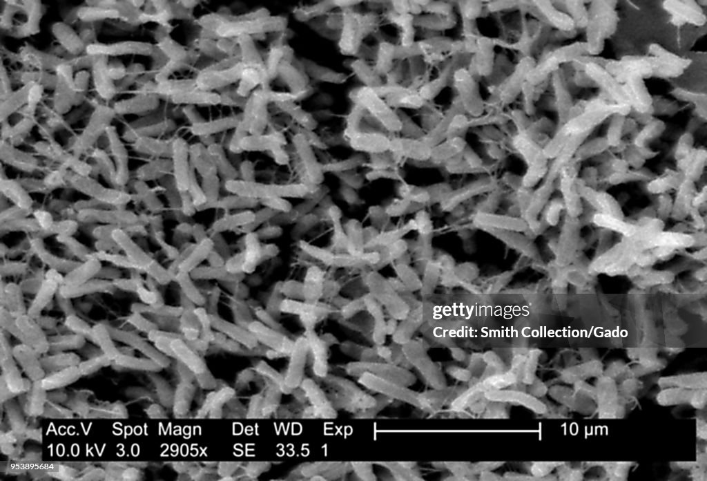 Clostridium Bacteria