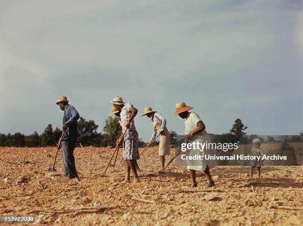 Workers Chopping Cotton on Rented Land near White Plains, Greene County, Georgia, USA, Jack Delano for Farm Security Administration - Office of War Information, June 1941