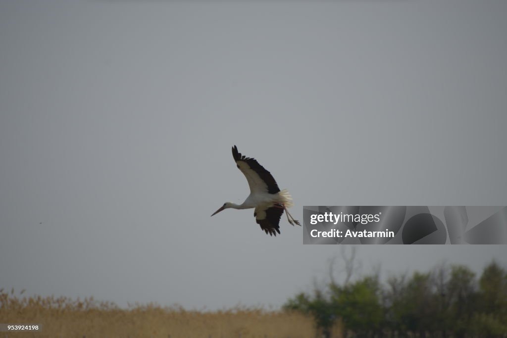 Rust - stork in nest at roof of a house