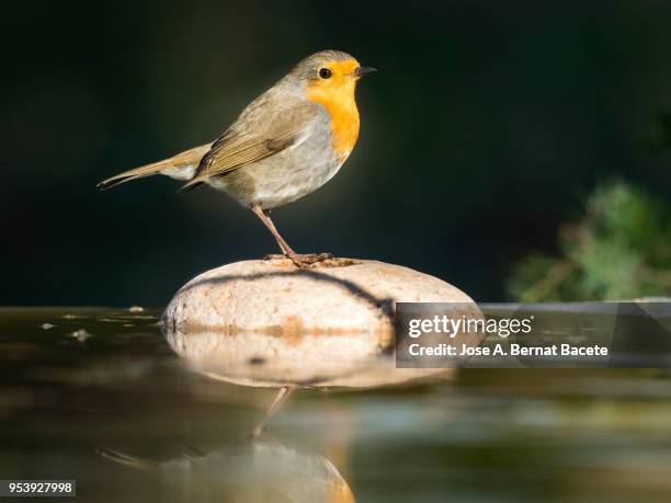 Robin Rocking Water Robin Valencia Photos and Premium High Res Pictures - Getty Images