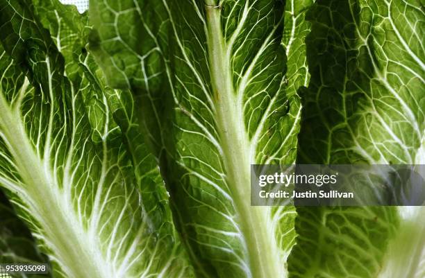 In this photo illustration, Romaine lettuce is displayed on May 2, 2018 in San Anselmo, California. One person in California has died from E. Coli...