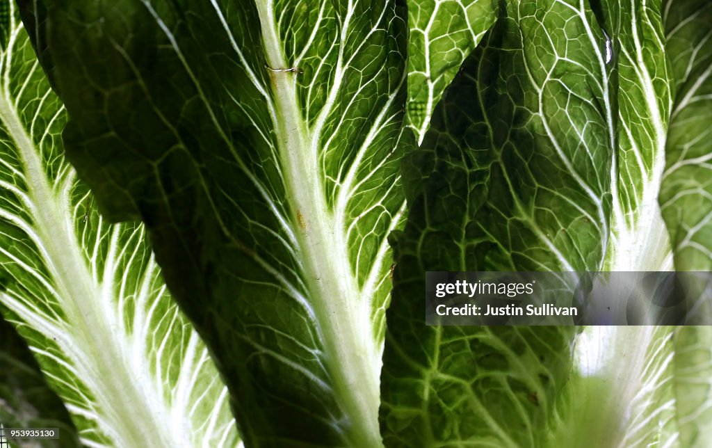 First Death Reported Related To E Coli Outbreak Sourced To Romaine Lettuce