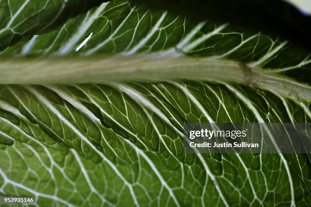 In this photo illustration, Romaine lettuce is displayed on May 2, 2018 in San Anselmo, California. One person in California has died from E. Coli...