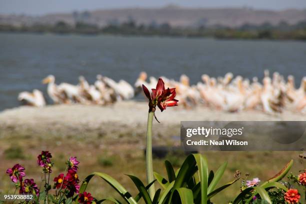 lake tana in ethiopia - lake tana stock pictures, royalty-free photos & images
