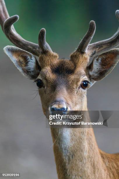 roebuck - roe deer female stock pictures, royalty-free photos & images