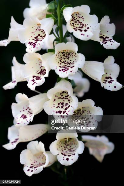 white foxglove - foxglove stock pictures, royalty-free photos & images